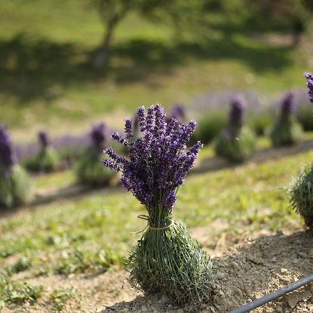 Lavender Valley Perekrestnoye المظهر الخارجي الصورة