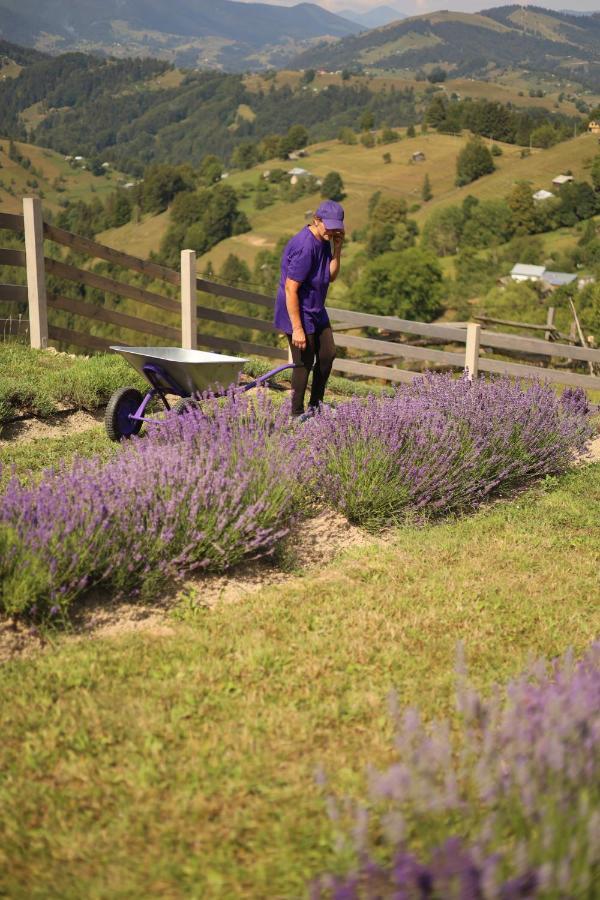 Lavender Valley Perekrestnoye المظهر الخارجي الصورة