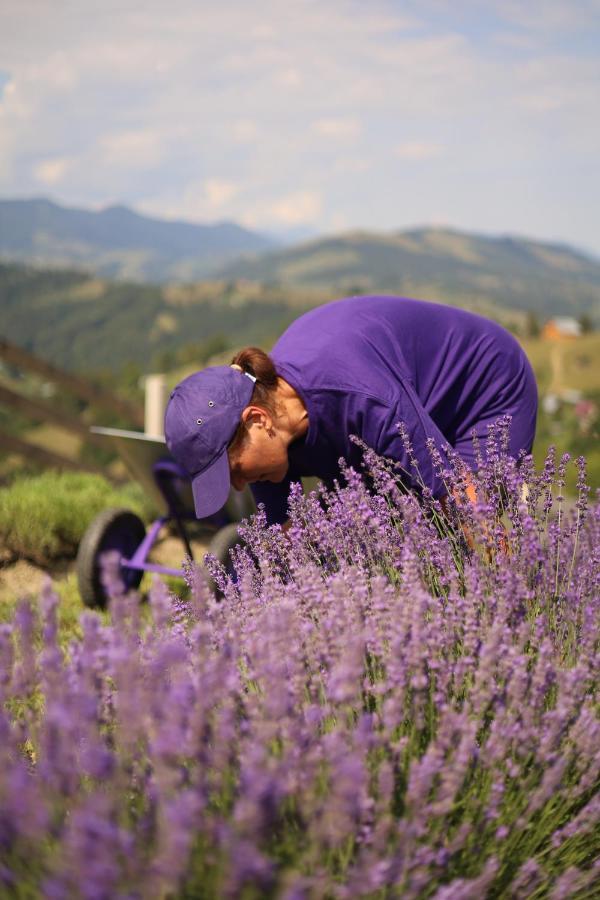 Lavender Valley Perekrestnoye المظهر الخارجي الصورة