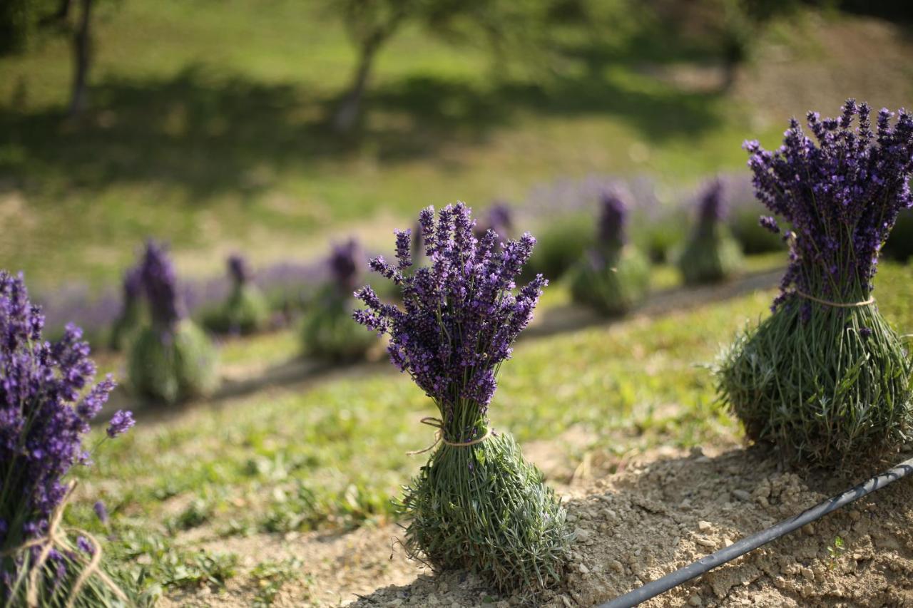 Lavender Valley Perekrestnoye المظهر الخارجي الصورة